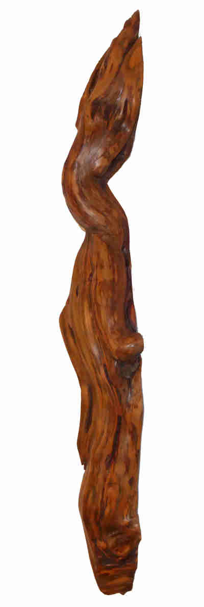 goanna