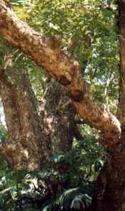 Australian Red Cedar